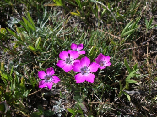 Flora in Valle Maira / Maira Tal / Maira Valley