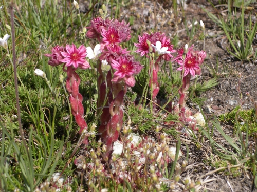 Flora in Valle Maira / Maira Tal / Maira Valley