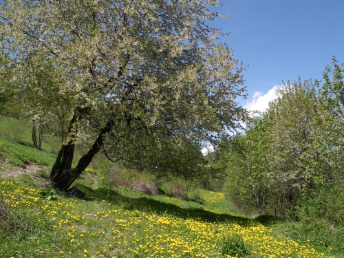 Primavera in Valle Maira